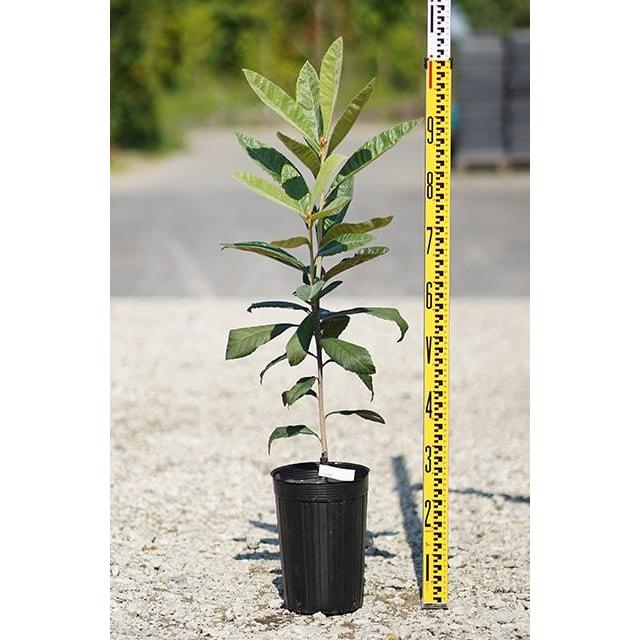 □優良2年生大苗□ ビワ 苗 【茂木 （もぎ）】 2年生大苗 接ぎ木