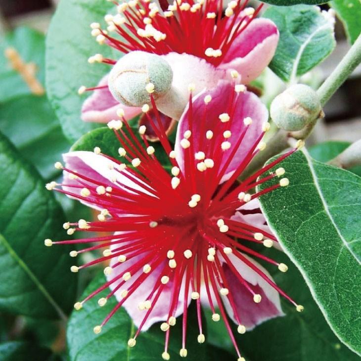 フェイジョア 苗 【アポロ】 3年生 挿し木 約1.3m 大苗 : 苗木の専門店