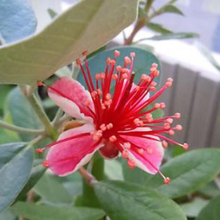 フェイジョア 苗 【クーリッジ】 3年生 接ぎ木 約1.3m 大苗 : 苗木の