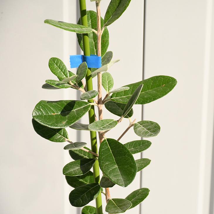 フェイジョア 苗 【マンモス】 2年生 挿し木苗 : 苗木の専門店