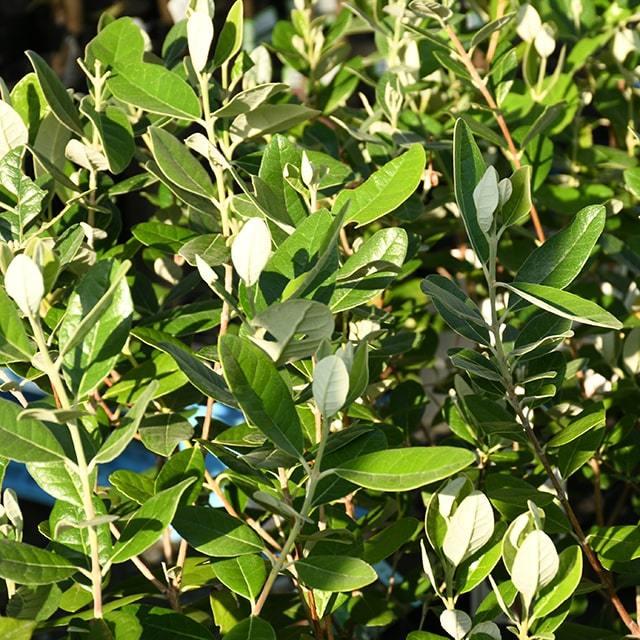 フェイジョア 苗 【トライアンフ】 挿し木 5号ポット苗 : 苗木の専門店