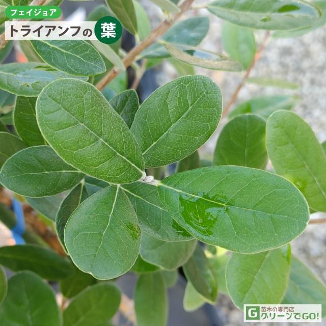 フェイジョア　トライアンフ ⑤ フェイジョア 苗 【トライアンフ】 挿し木 5号ポット苗 : 苗木の専門店