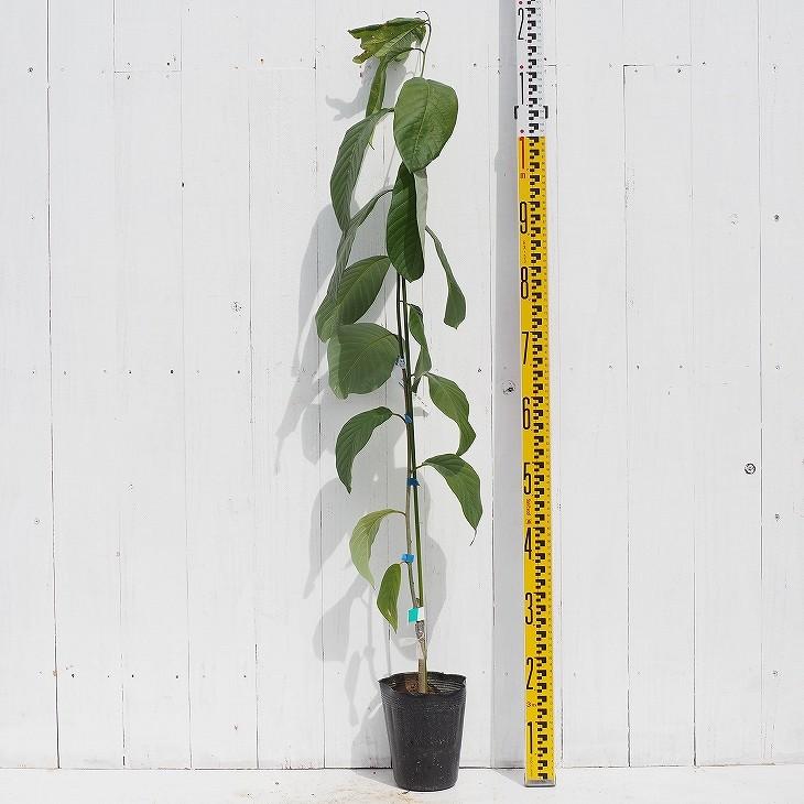 チェリモヤ 苗 【エルバンポ】 2年生 接ぎ木苗 : 苗木の専門店