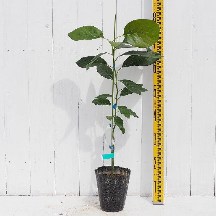 アボカド 苗 ベーコン 2年生 接ぎ木苗 Tn02 043t001 01 苗木の専門店 グリーンでgo 通販 Yahoo ショッピング