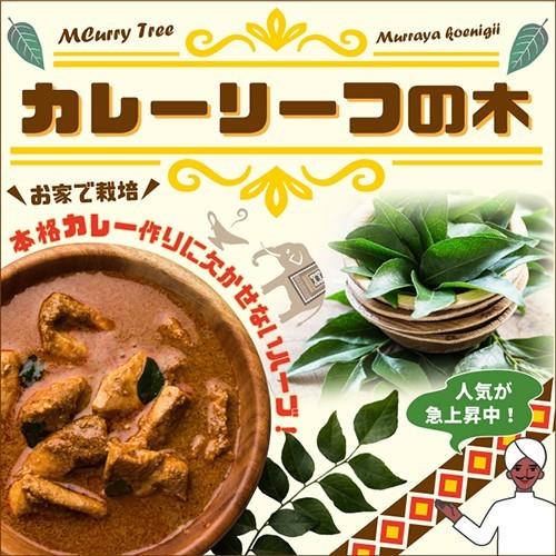 カレーリーフ 苗 【カレーリーフの木】 3号ポット苗 : 苗木の専門店