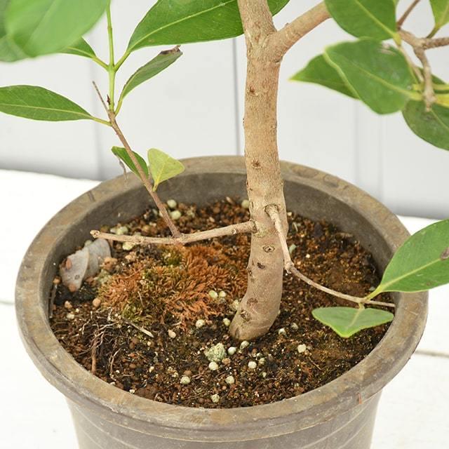 熱帯果樹 【グァバ】 プラスチック鉢植え : 苗木の専門店 グリーンでGO