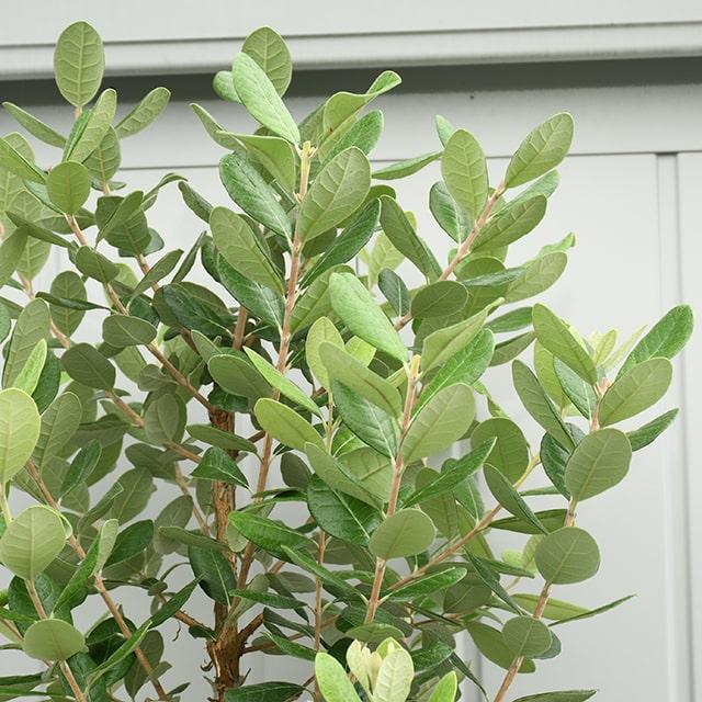 25【新品未使用】 フェイジョア 苗 【マグニフィカ】 挿し木 約1.7m ナーセリーポット苗 【1984341033】(10010円)