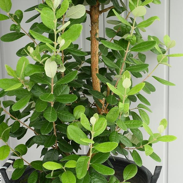 25【新品未使用】 フェイジョア 苗 【マグニフィカ】 挿し木 約1.7m ナーセリーポット苗 【1984341033】(10010円)