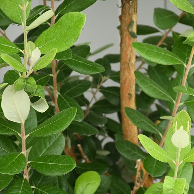 25【新品未使用】 フェイジョア 苗 【マグニフィカ】 挿し木 約1.7m ナーセリーポット苗 【1984341033】(10010円)