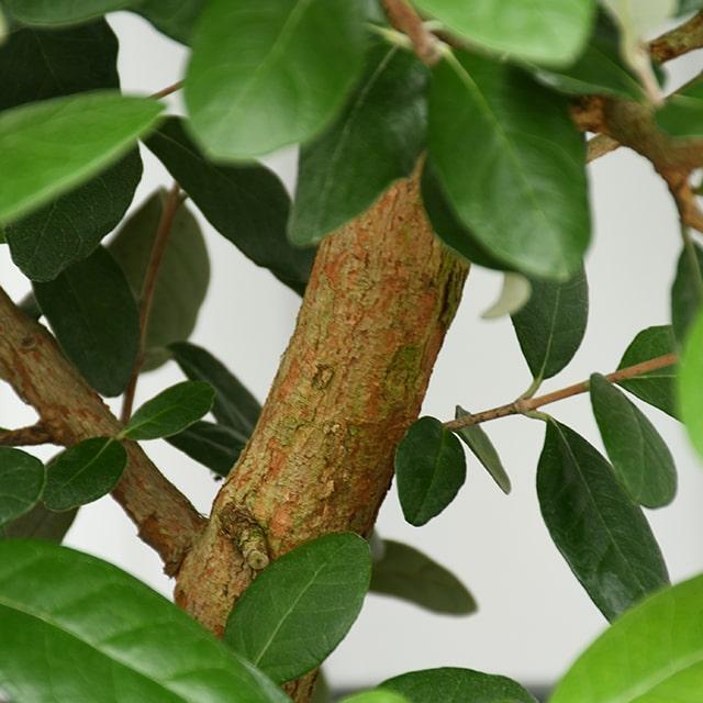 25【新品未使用】 フェイジョア 苗 【マグニフィカ】 挿し木 約1.7m ナーセリーポット苗 【1984341033】(10010円)