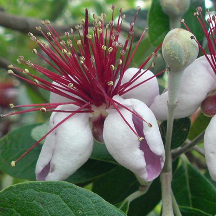 25【新品未使用】 フェイジョア 苗 【マグニフィカ】 挿し木 約1.7m ナーセリーポット苗 【1984341033】(10010円)