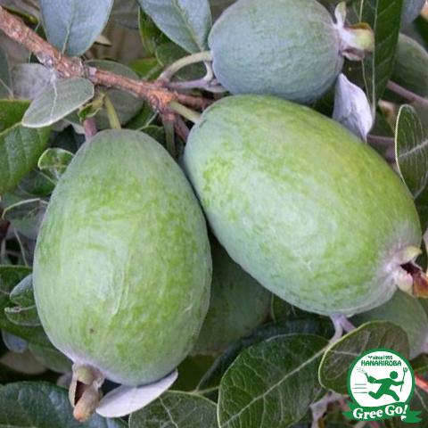 25【新品未使用】 フェイジョア 苗 【マグニフィカ】 挿し木 約1.7m ナーセリーポット苗 【1984341033】(10010円)