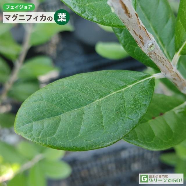 フェイジョア 苗 【マグニフィカ】 1年生 接ぎ木 ポット苗 : 苗木の