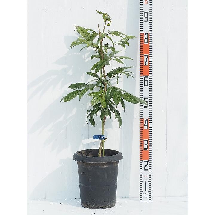 ライチ 苗 【 玉荷苞（ギョクカホウ）】接ぎ木苗 : 苗木の専門店