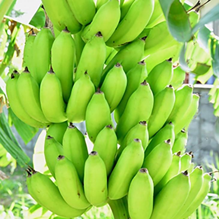 バナナ 苗 【沖縄島バナナ】 ポット苗 : 苗木の専門店 グリーンでGO