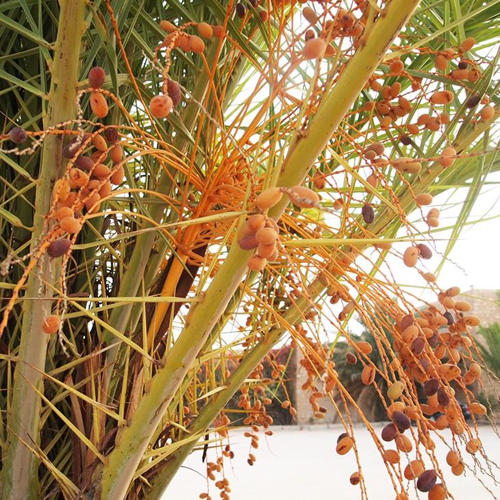 ヤシ 苗 【ナツメヤシ （デーツ）】 ポット苗 : 苗木の専門店 グリーン