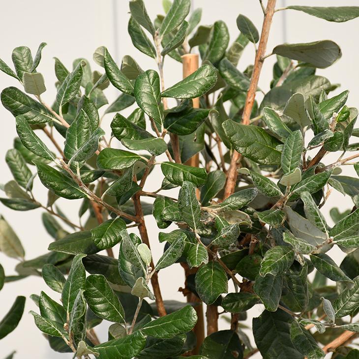 フェイジョア 苗 フェイジョア 品種不明 約1 5m 実生 根巻き大苗 Tn02 092n999 01 苗木の専門店 グリーンでgo 通販 Yahoo ショッピング