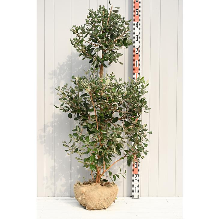 フェイジョア 苗 フェイジョア 品種不明 約1 5m 実生 根巻き大苗 Tn02 092n999 01 苗木の専門店 グリーンでgo 通販 Yahoo ショッピング