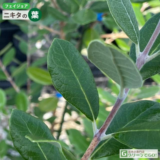 ニ*太様 フェイジョア ホワイトグース 挿し木苗 ニ*太様 フェイジョア ホワイトグース 挿し木苗 【公式通販】