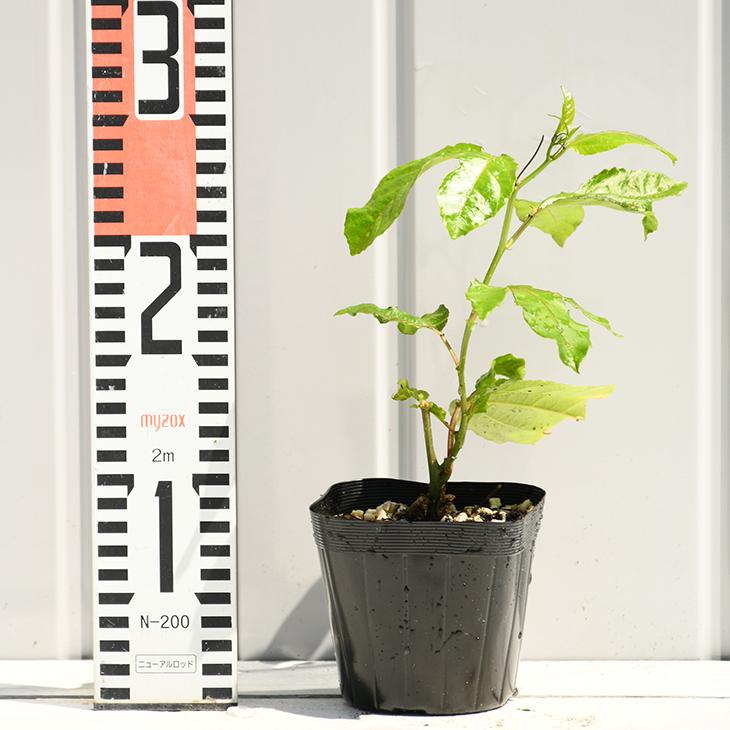 パッションフルーツ 苗 エドゥリス 赤紫 1年生 挿し木苗 Tn02 108s001 01 苗木の専門店 グリーンでgo 通販 Yahoo ショッピング