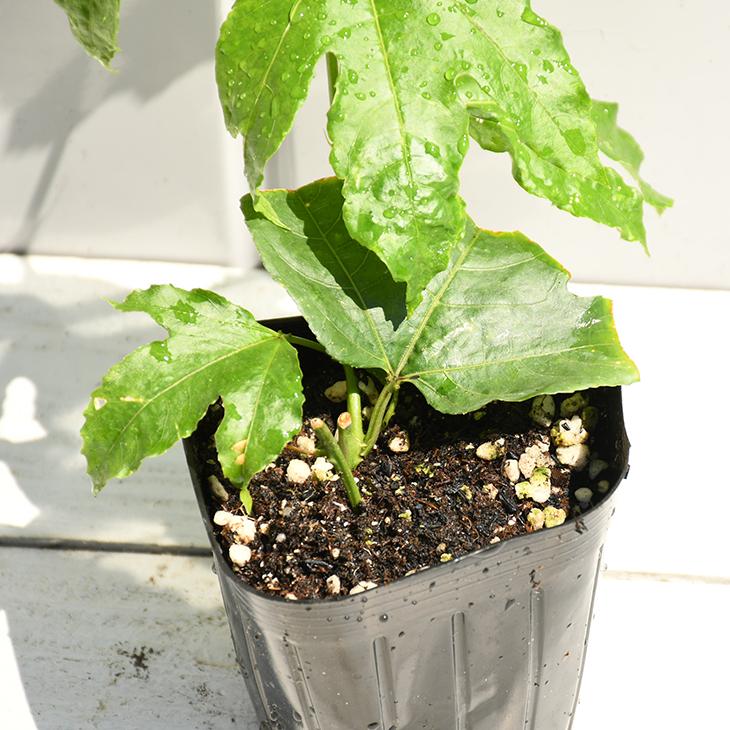 パッションフルーツ 苗 エドゥリス 赤紫 2年生 挿し木苗 Tn02 108s002 01 苗木の専門店 グリーンでgo 通販 Yahoo ショッピング