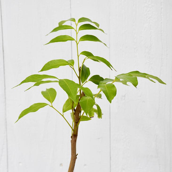 ライチ 苗 【島津（しまづ）】取り木苗 ライチ 苗 島津 （佐多