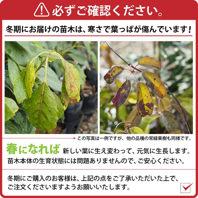 アボカド 苗 【エッティンガー】 2年生 接ぎ木苗 : 苗木の専門店