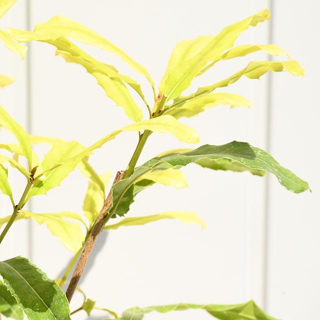 ナッツ 苗木 【マカダミアンナッツ クーパー】 約0.7m 鉢植え : 苗木の