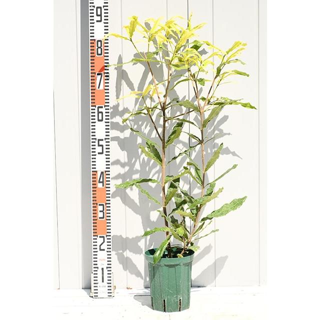 ナッツ 苗木 【マカダミアンナッツ クーパー】 約0.7m 鉢植え : 苗木の