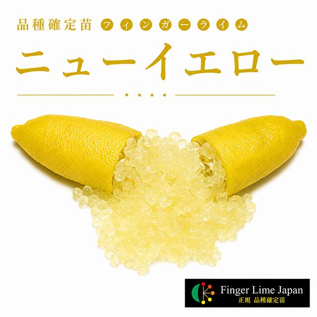 ◇品種確定苗◇ フィンガーライム 苗 【ニューイエロー】 1年生 接ぎ木