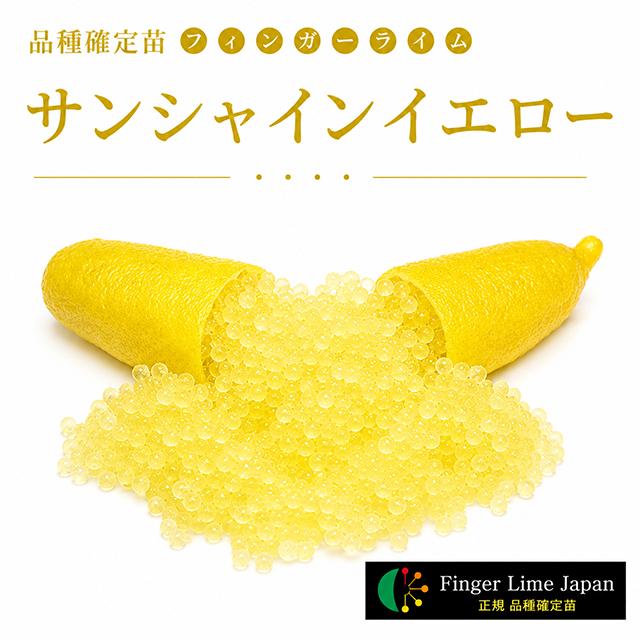 ◇品種確定苗◇ フィンガーライム 苗 【サンシャインイエロー】 1年生