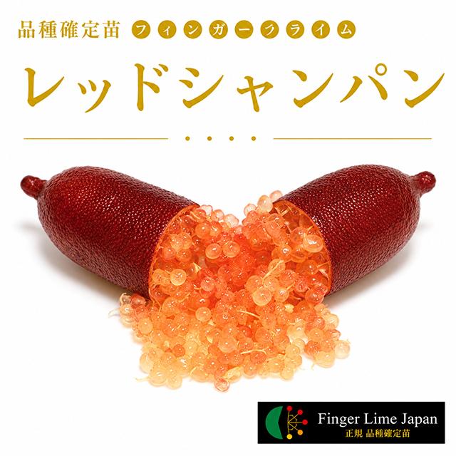 ◇品種確定苗◇ フィンガーライム 苗 【レッドシャンパン】 1年生