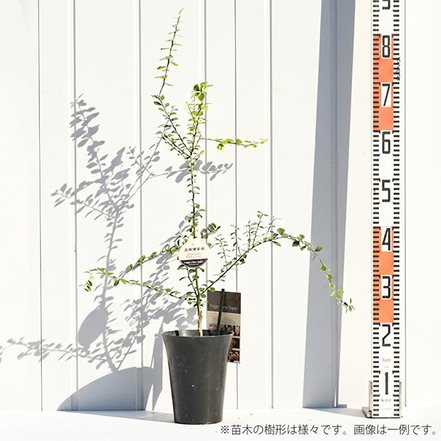 ◇品種確定苗◇ フィンガーライム 苗 【レッドシャンパン】 1年生