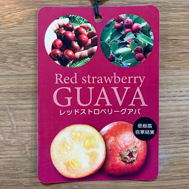 レッド ストロベリー グァバ 鉢植え 大苗 グアバ レッド ストロベリー グァバ 鉢植え 大苗 グアバ 園芸ネット本店