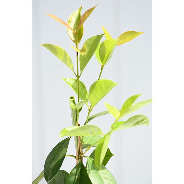 グァバ 苗 【レッドストロベリーグアバ】 プラスチック鉢植え : 苗木の