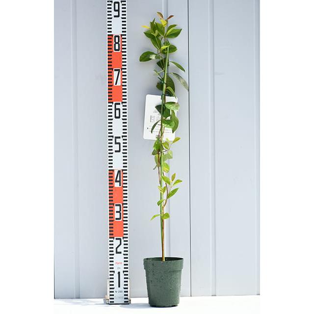 グァバ 苗 【レッドストロベリーグアバ】 プラスチック鉢植え : 苗木の