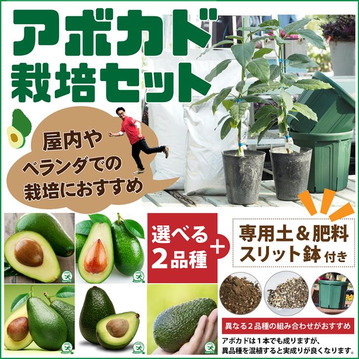 アボカド 苗 【2品種選べる アボカド栽培セット】 2年生 接ぎ木 アボカド 苗 【2品種選べる アボカド栽培セット】 2年生 接ぎ木