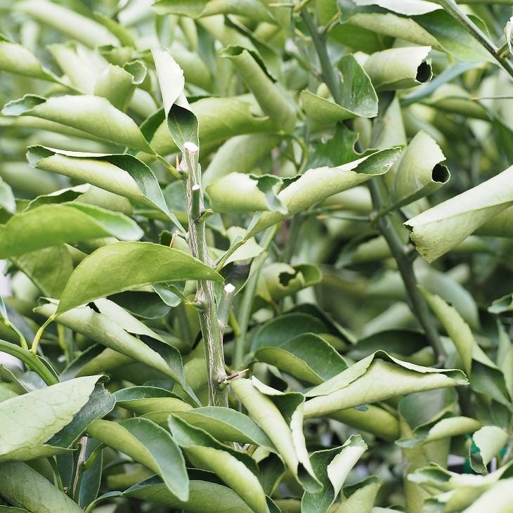 □優良2年生大苗□ オレンジ 苗木 【はるか】 2年生大苗 接ぎ木 : 苗木