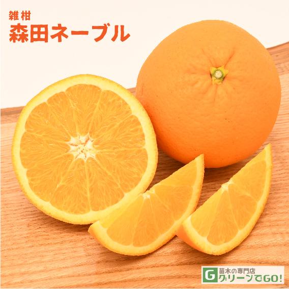 よんよんさま専用 ネーブルオレンジ 3年生 苗木 柑橘 オレンジ ネーブルオレンジ 苗 通販 苗木部 By 花ひろばオンライン