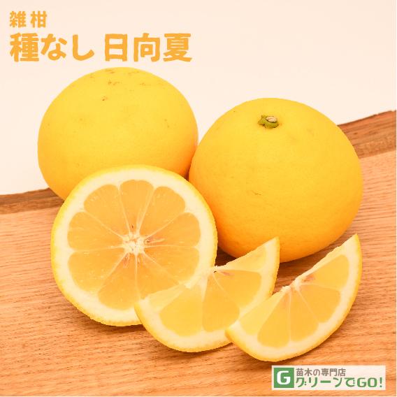 □優良2年生大苗□ オレンジ 苗木 【種無し 日向夏 （ひゅうがなつ