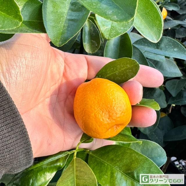 きんかん 苗 【大実金柑 福寿 （ふくじゅ）】 3年生 接ぎ木 約1.0m