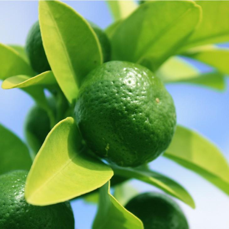 ◆送料無料◆ ■優良2年生大苗■ シークワーサー 苗木 【シークヮーサー】 2年生大苗 接ぎ木 （ニーム小袋付き） ※北海道・沖縄は送料無料適用外です。