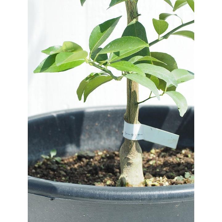 シークワーサー 苗木 【シークヮーサー】 5年生 接ぎ木 大苗 : 苗木の