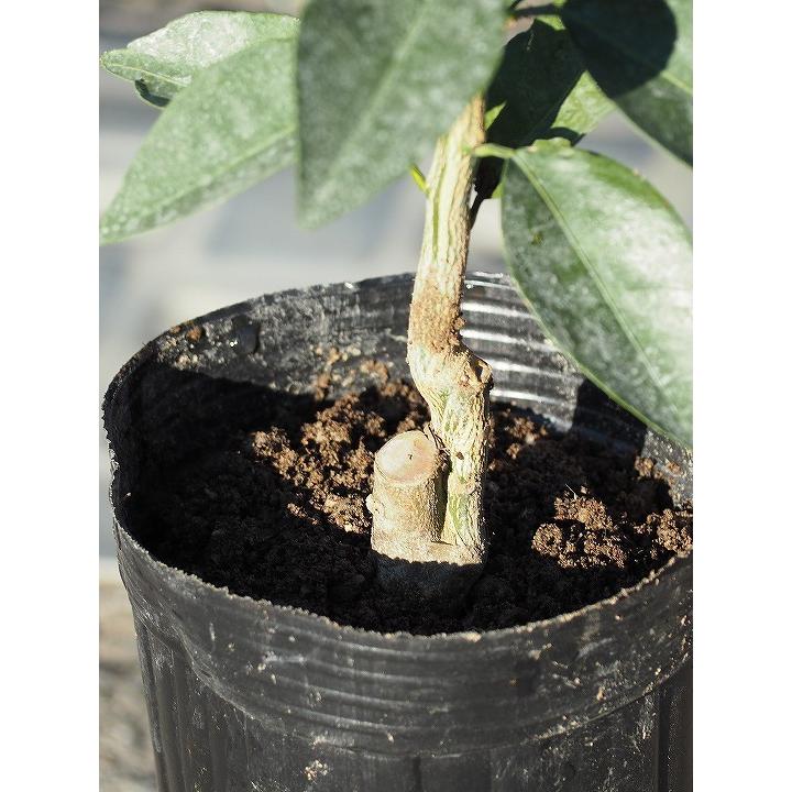 じゃばら 苗 じゃばら 1年生 接ぎ木 ポット苗 Tn03 018t001 02 苗木の専門店 グリーンでgo 通販 Yahoo ショッピング