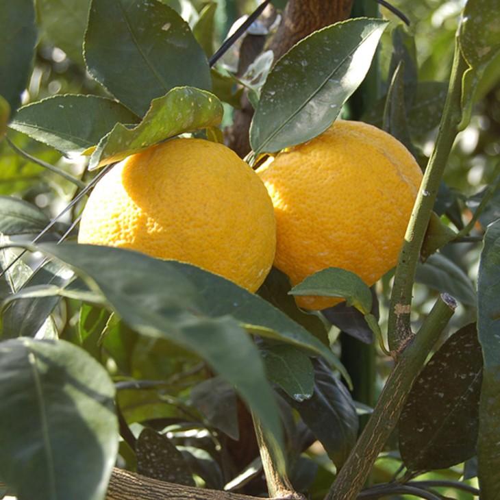 柑橘類の苗木 約1.３メートル ジャバラの苗木 じゃばら 苗 【じゃばら】 3年生 接ぎ木 約1.0m 大苗 : 苗木の専門店