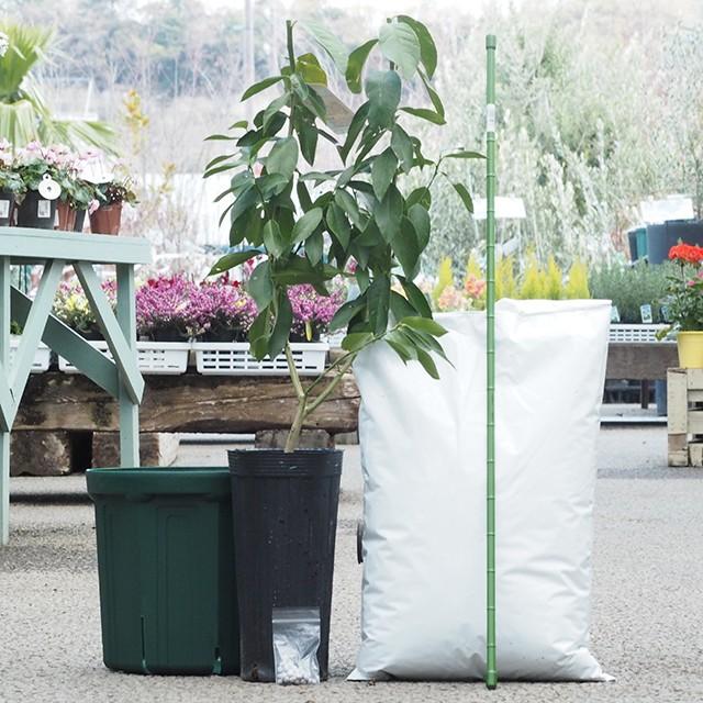 スダチ 苗 栽培セット 種なし スダチ 1年生 接ぎ木苗 鉢植え 栽培セット 培養土 化成肥料 支柱 スリット鉢付き Tn03 0t001 01 Sbh 苗木の専門店 グリーンでgo 通販 Yahoo ショッピング