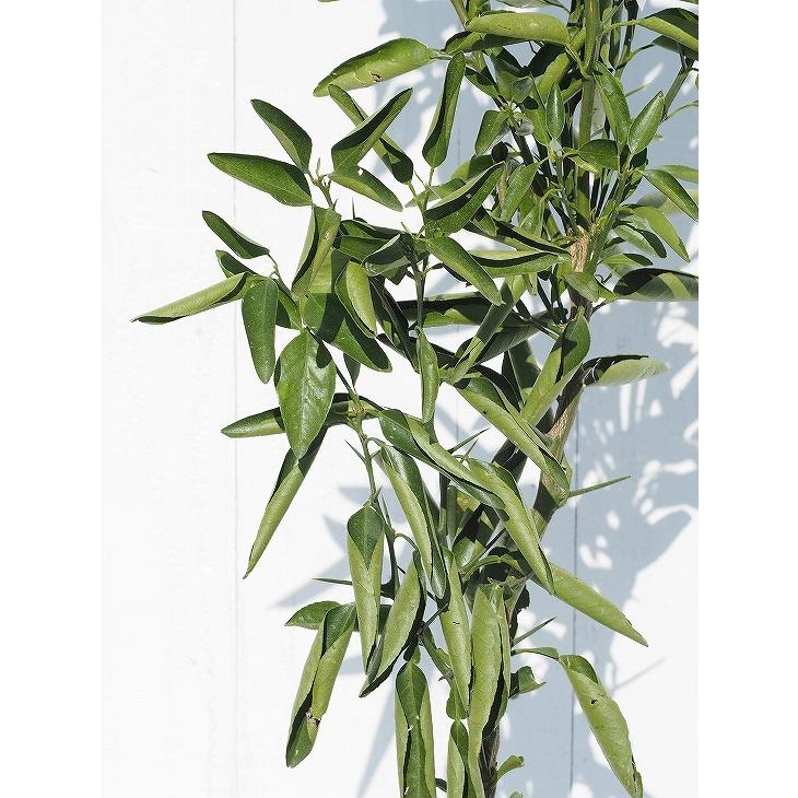 □優良2年生大苗□ せとか 苗木 【トゲなし系 ［登録品種］】 2