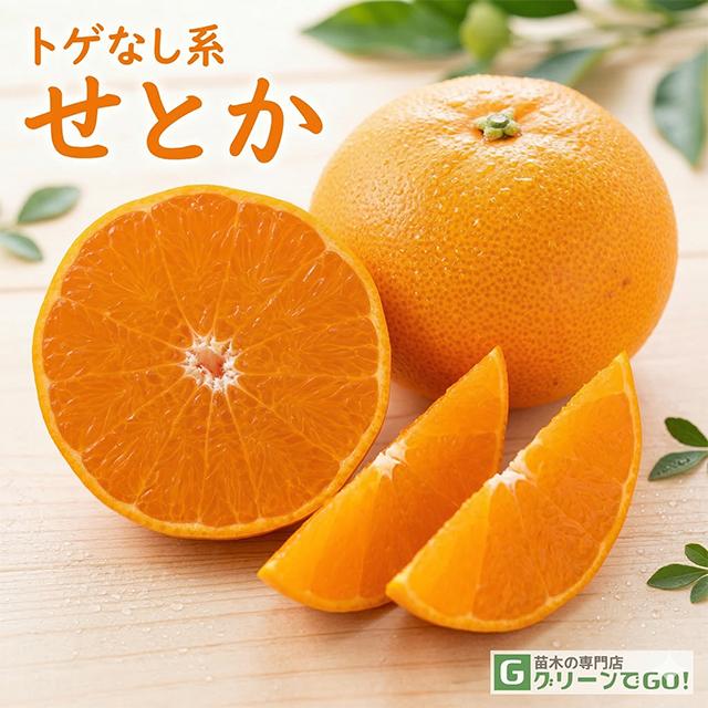 せとか 苗木 【トゲなし系 ［登録品種］】 5年生 接ぎ木 大苗 : 苗木の