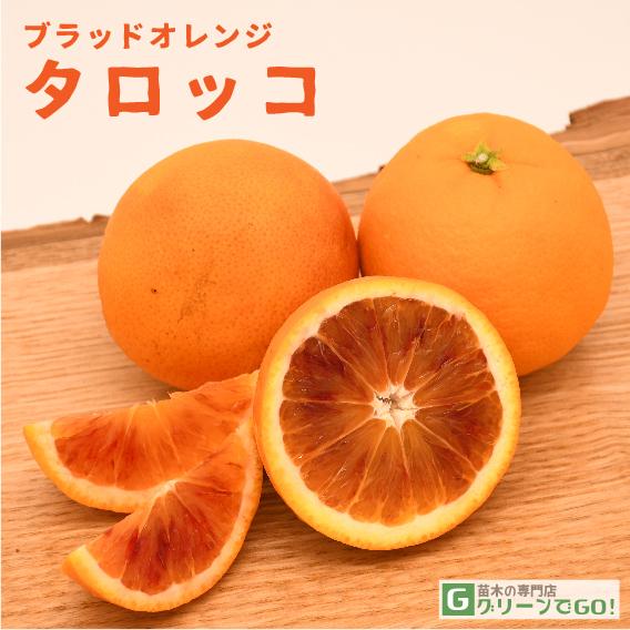 ブラッドオレンジ 苗 【ブラッドオレンジ タロッコ】 3年生 接ぎ木 約