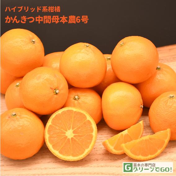 □優良2年生大苗□ みかん 苗木 【かんきつ中間母本農6号 （東京